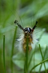 chenille decoiffee
