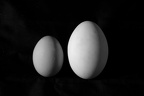 Les oeufs de l epouvante