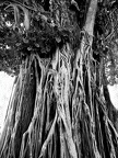 l arbre qui marche