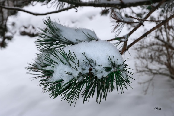 Sapin enneige Les Gets
