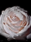 La rose Laura V