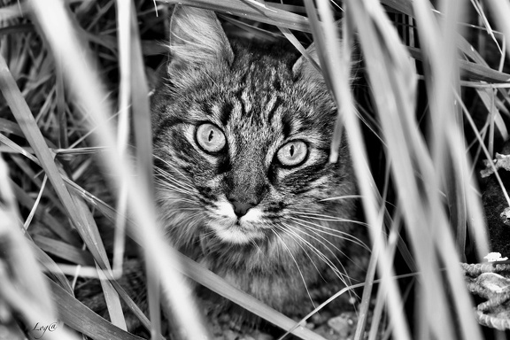 Le chat Laura V