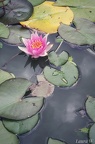 Nenuphar