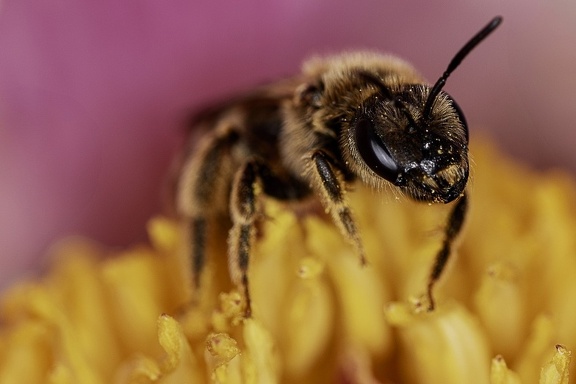 PIVOINE DELICIEUSE-DSC 0528-