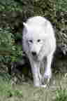 Loup Artique resultat