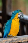 Parrot Word