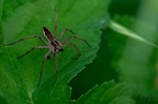 Insectes