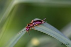 Insectes