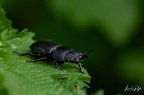 Insecte
