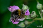 Abeille