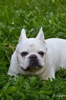 Chien