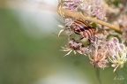 Insectes