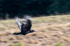 Corbeau