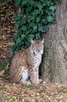 Lynx