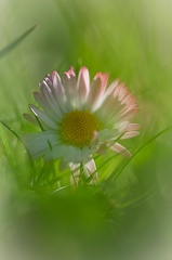 Marguerite.