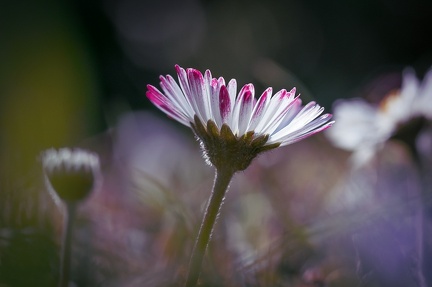 Transparence