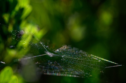 Araignée toile