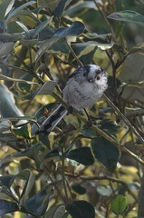 Mésange Longue queue