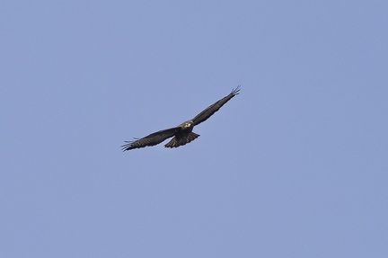 Buse variable