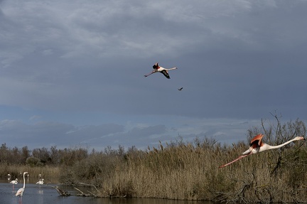 Flamand rose