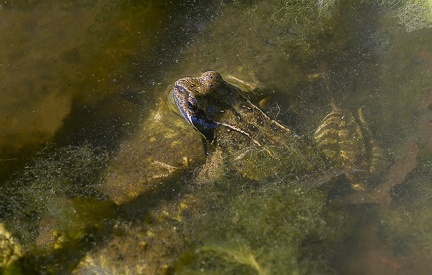 Grenouille rousse