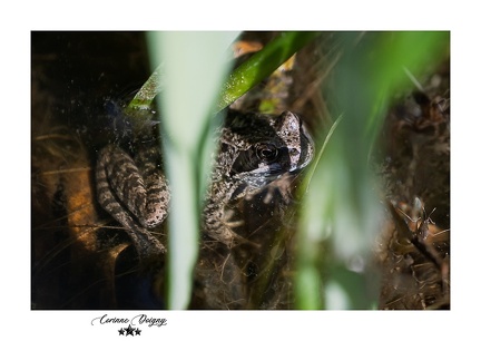 Grenouille rousse