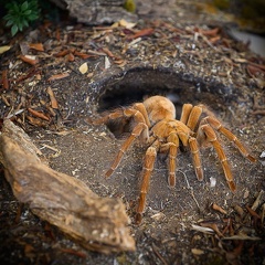 MYGALE GOLIATH