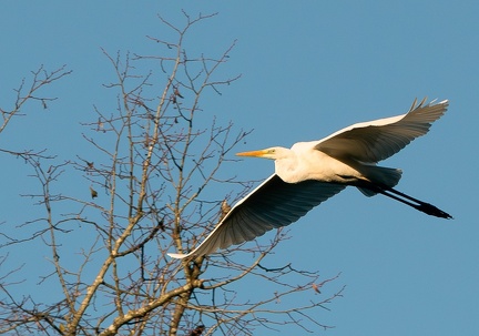 Grande Aigrette