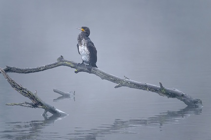 Grand Cormoran