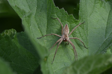 ARAIGNEE (Pisaura Mirabilis)