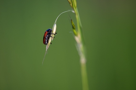 Clytra Laeviuscula