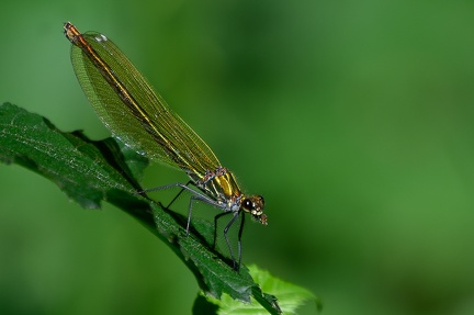 Libellule Demoiselle