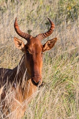 Bubale Afrique Kenya