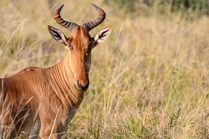 Bubale Afrique Kenya