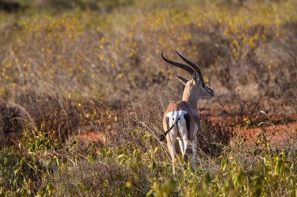 Gazelle Afrique Kenya