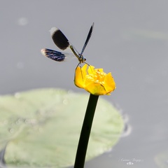 Papillon Paon du jour
