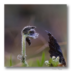 Champignon