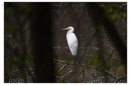 Aigrette