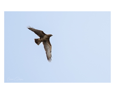 Buse Variable