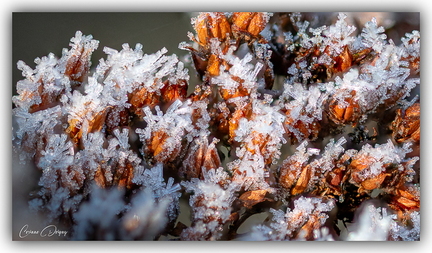 Givre