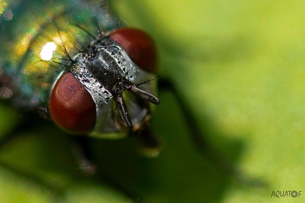 Mouche
