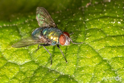 Z9W 0376