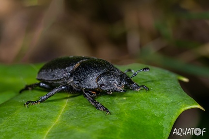 Z9W 0852
