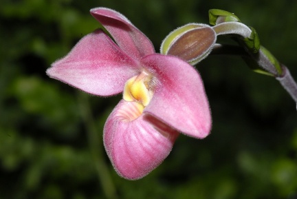  DSC5264a