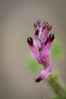 DSC 2642-Modifier