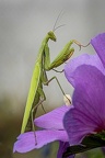 Mante sur hibiscus