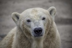 petit ours