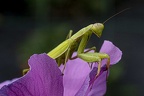 Mantes, la jolie