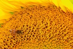 Butinage