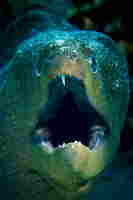 Gardienne des Abysses resultat